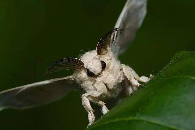 世界上最奇特的动物长得像贵宾犬的飞蛾究竟是什么样的