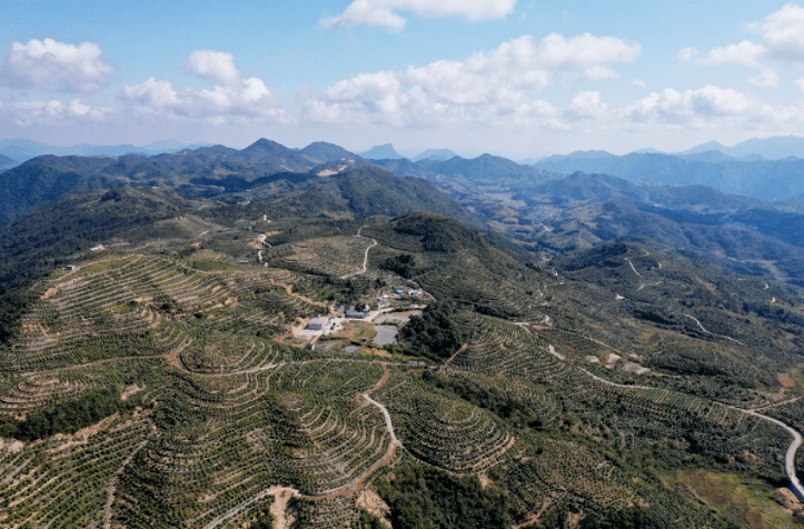 家门口就能务工云岭乡岭南村油茶树变身摇钱树