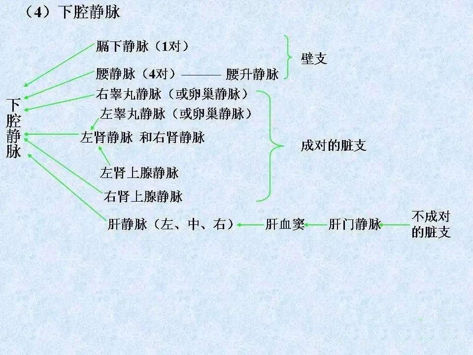静脉-解剖图