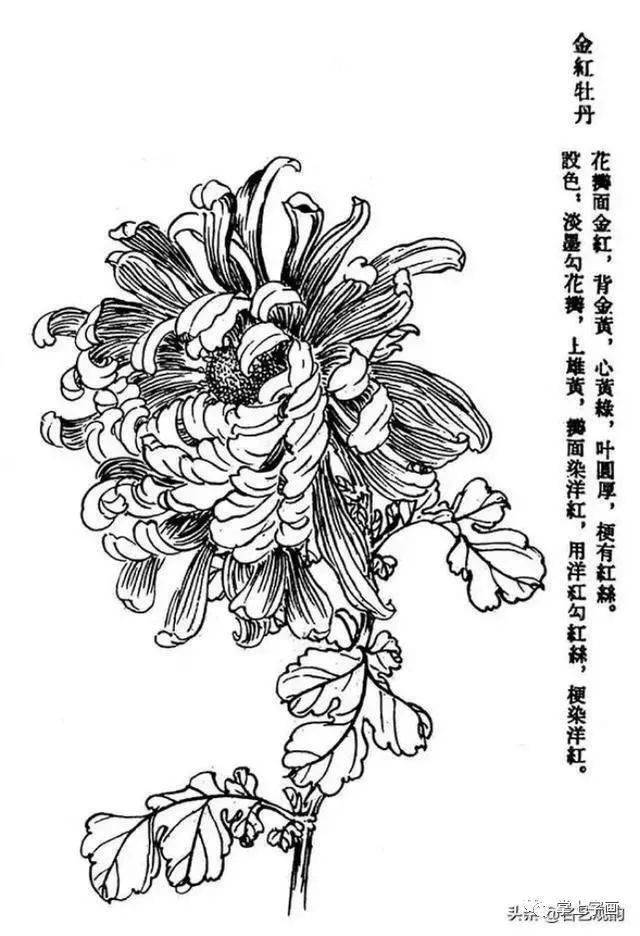 60种菊花工笔白描写生画法