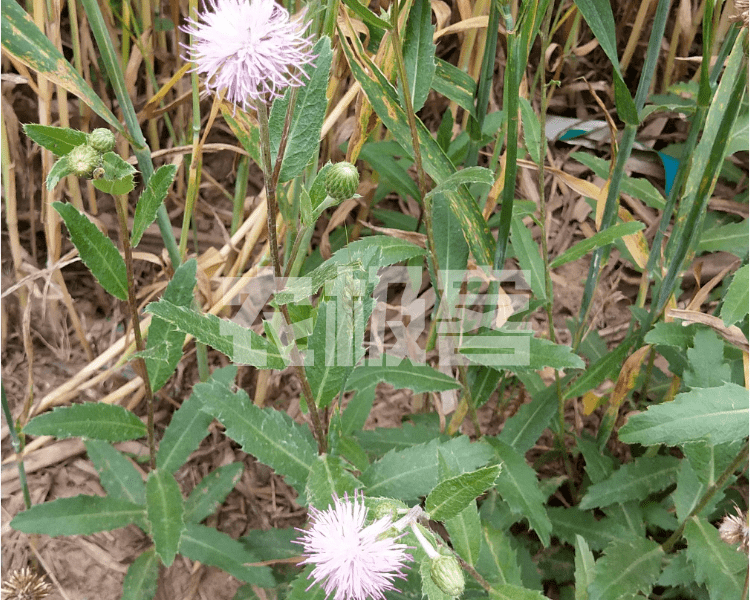 麦田杂草出现,应该怎么做好冬前除草工作?