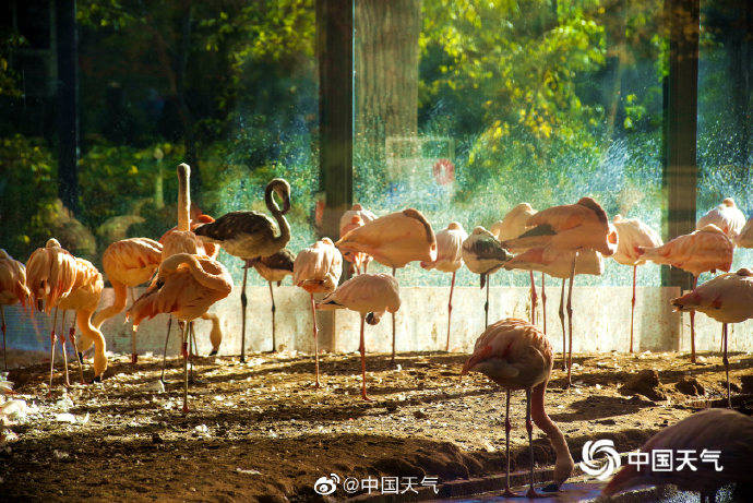 北京动物园火烈鸟园区美如仙境_leewis