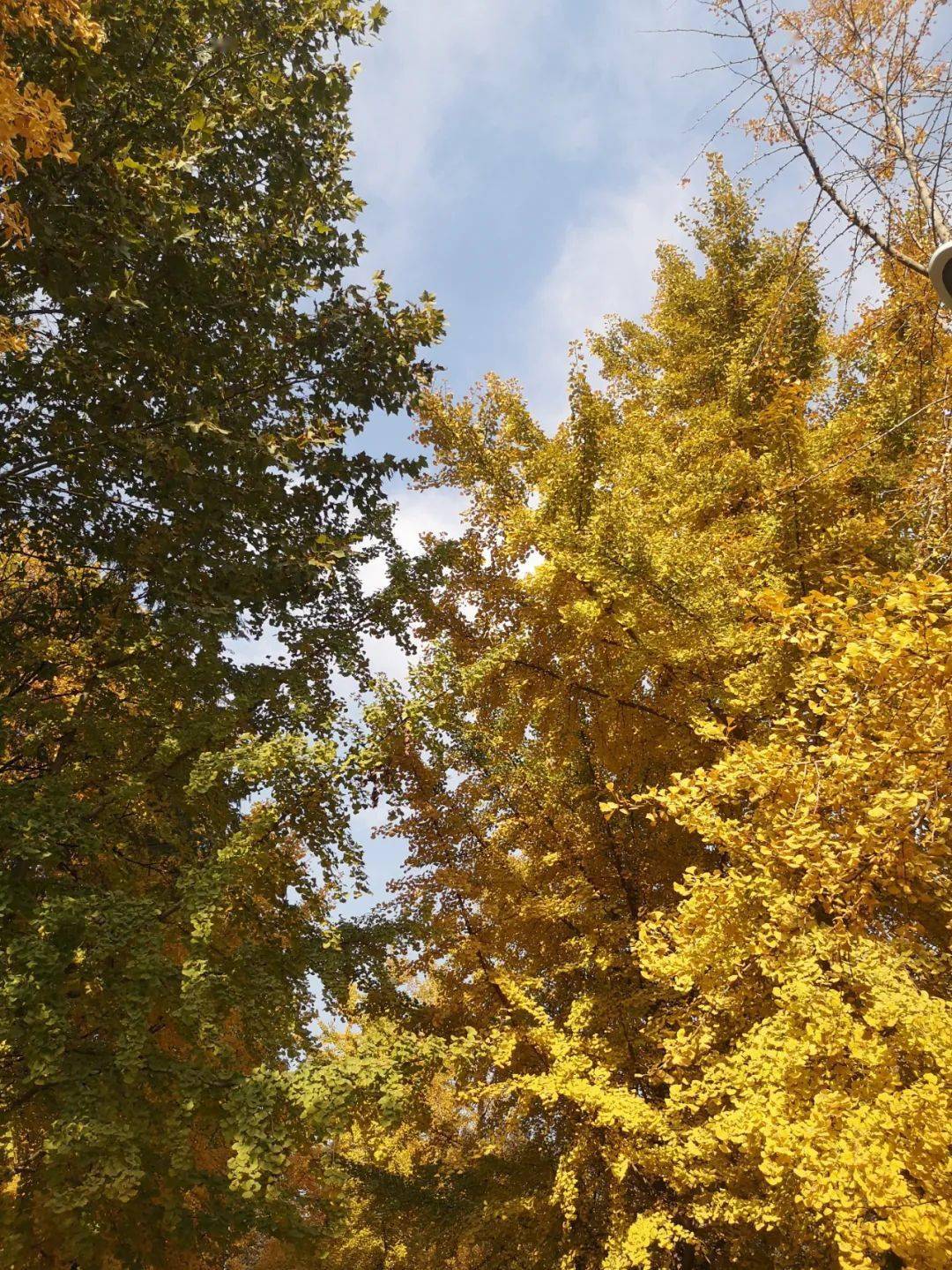 秋冬时节的世纪公园枫叶变红，银杏转黄正是风景最美的季节那些尚未褪去