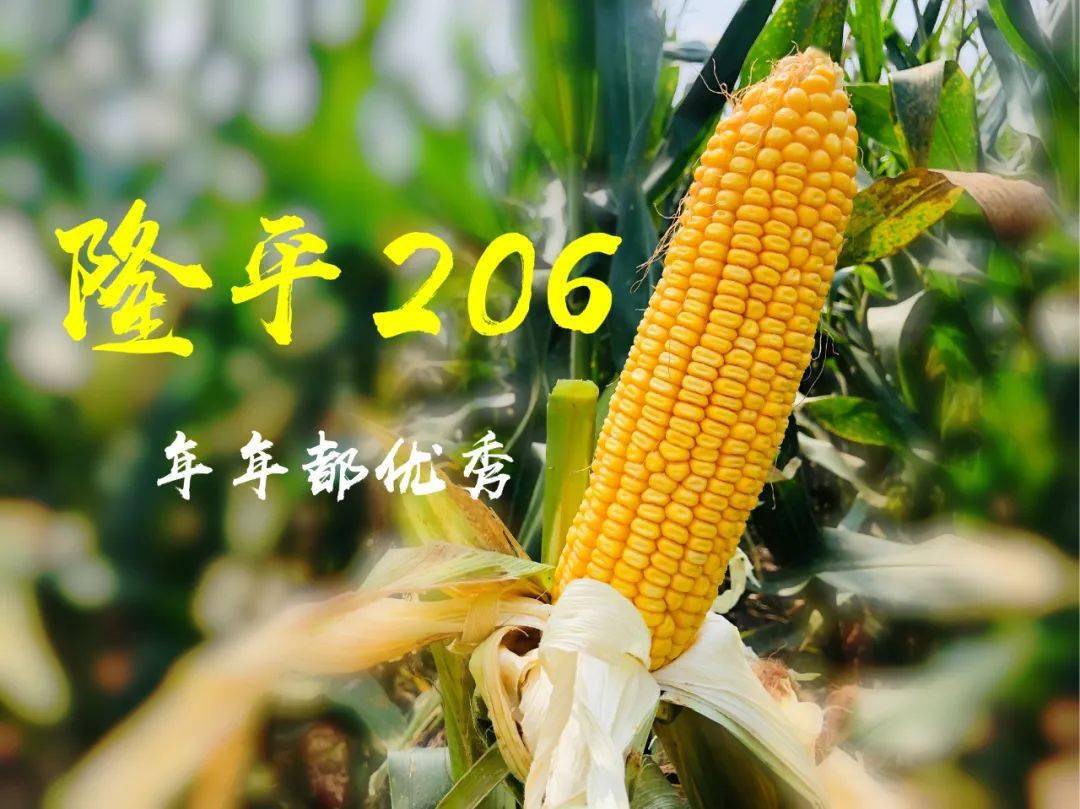 隆平206它是号称战斗力最强的玉米种蹿红迅速 流行持久2009年来的黄淮