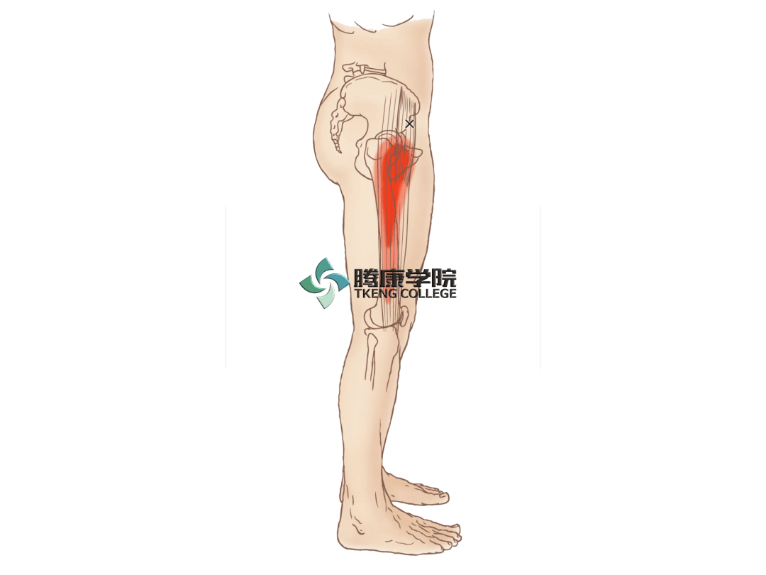 6.长收肌和短收肌