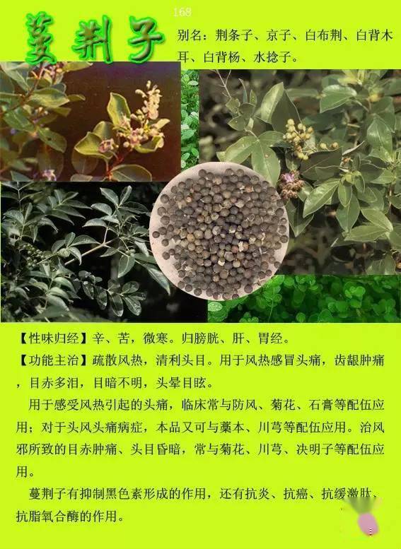 300种常见中草药图谱