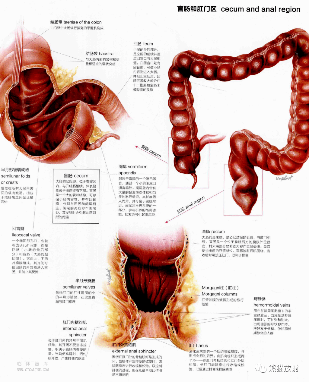 人体图谱丨消化系统口腔至肛门