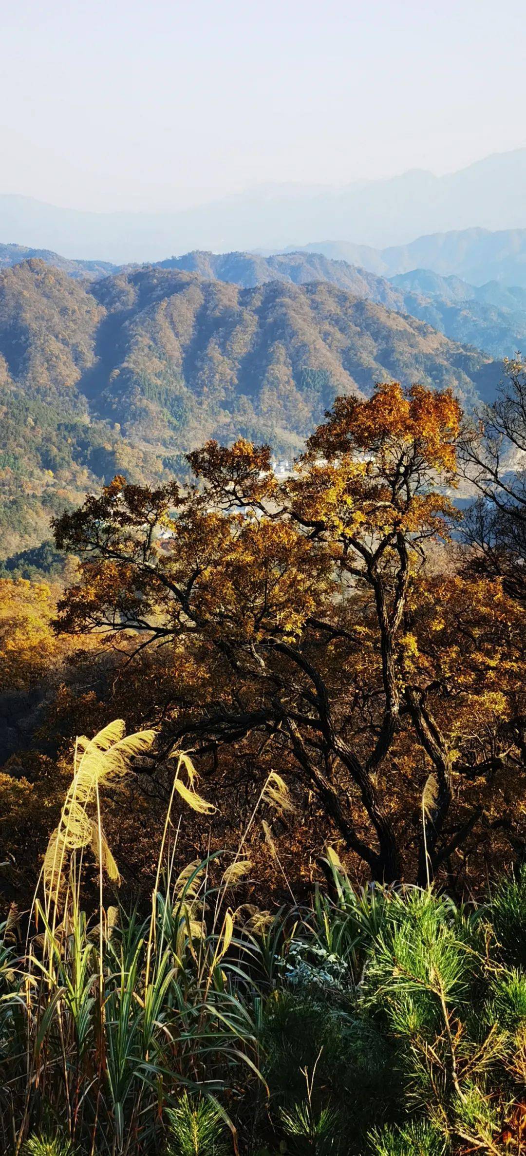 近日去马鬃岭,看最美秋色!美到窒息心狂.