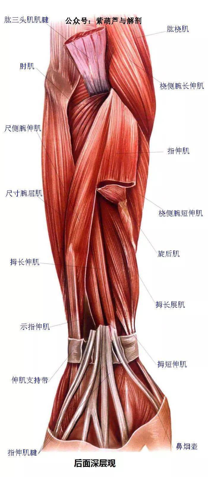 高清| 前臂与手部解剖肌肉图谱