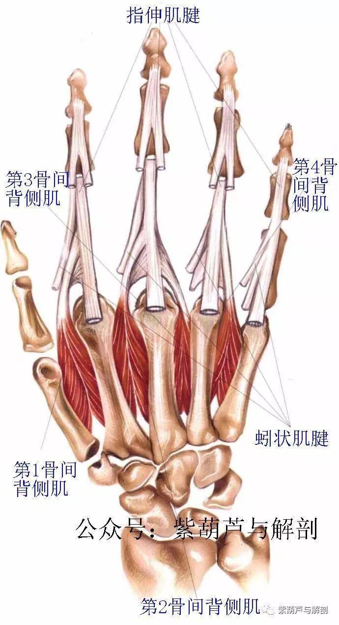 高清 前臂与手部解剖肌肉图谱