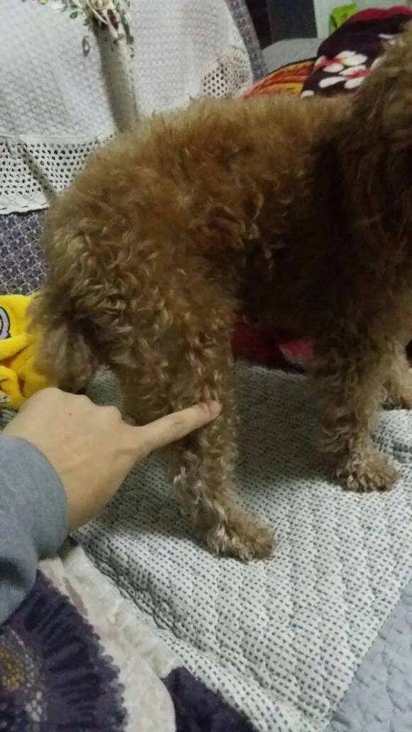 我也相信一个成年人是不会去玩弄泰迪犬的后腿的,所以这里需要各位