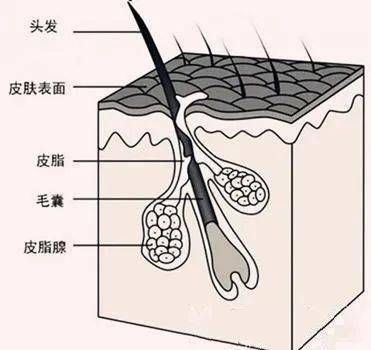 毛囊堵塞脱发怎么办