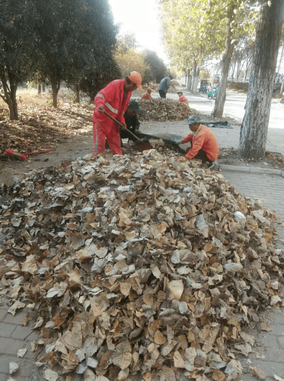 深秋时节落叶黄 环卫工人清扫忙_手机搜狐网