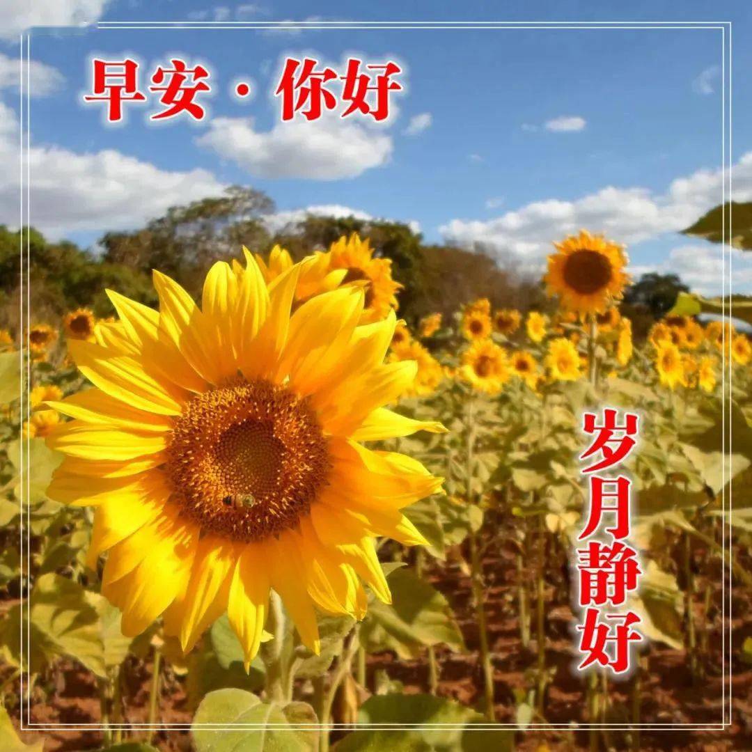 冬日早上好问候语带图片,早安祝福语阳光表情图片