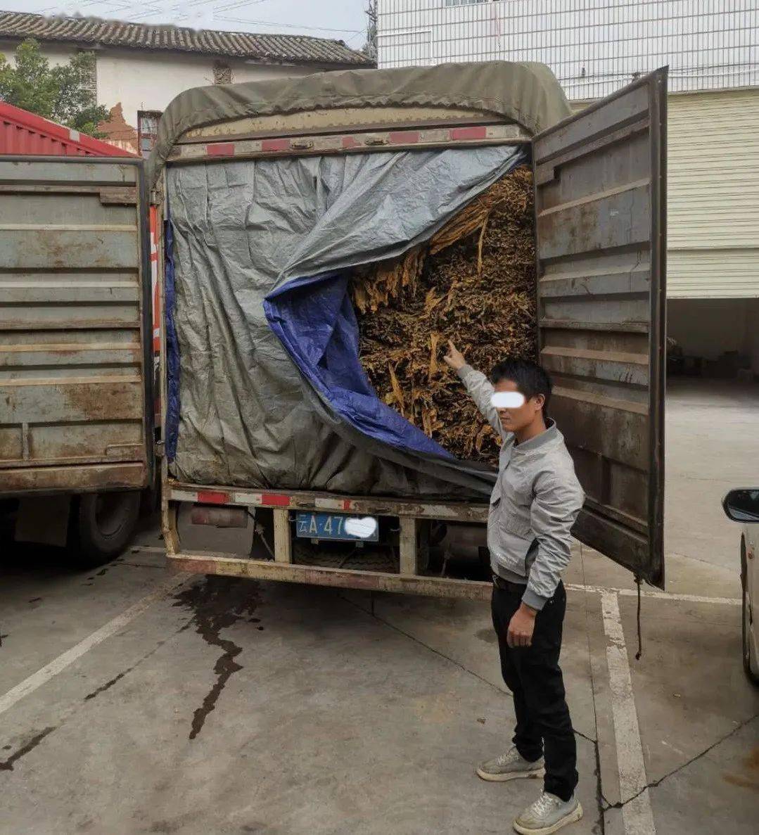 经检查发现该车货厢内装有大量初烤烟叶