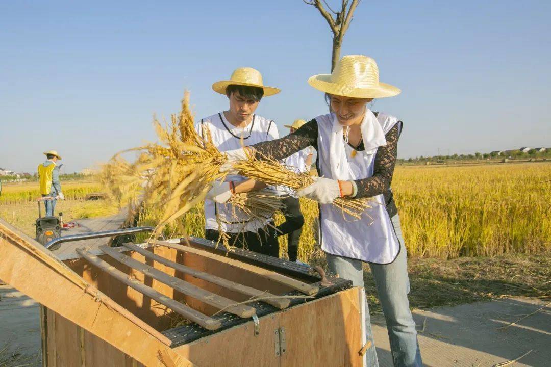 体验割稻,古法脱谷,柘林青年们感慨:没想到实际操作那么累.