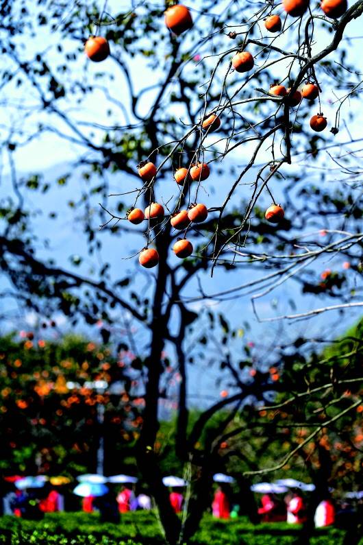 人们|柿之“前尘往事”