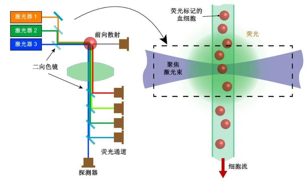 新型紫外激光器为流式细胞仪发展赋能