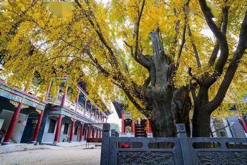 树龄|美不胜收！郑州市区最古老的银杏树，树龄1200年！你知道在哪吗？
