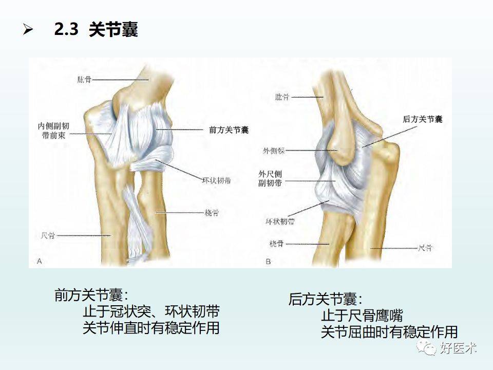 肘关节解剖与生物力学