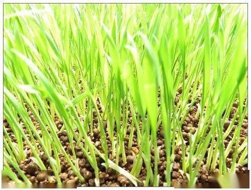 【田野里的研学课】水稻的生长过程