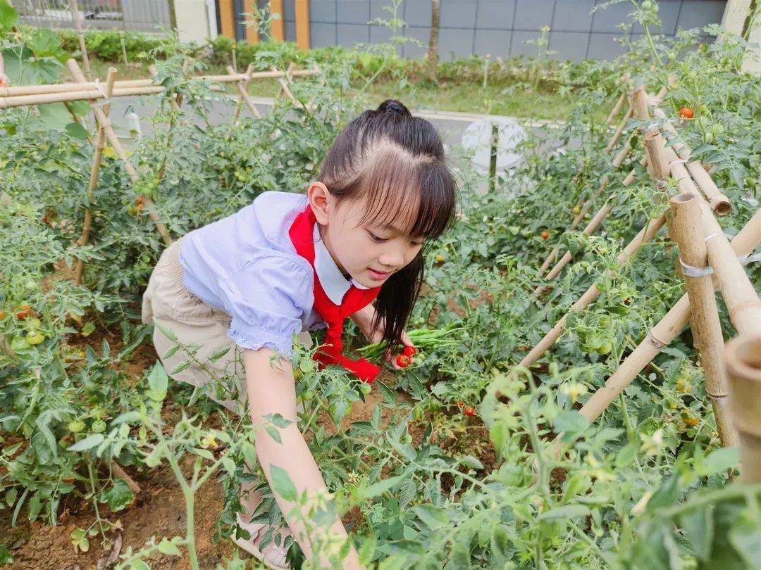 四川学生们下地了,丹棱学子也在!_劳动