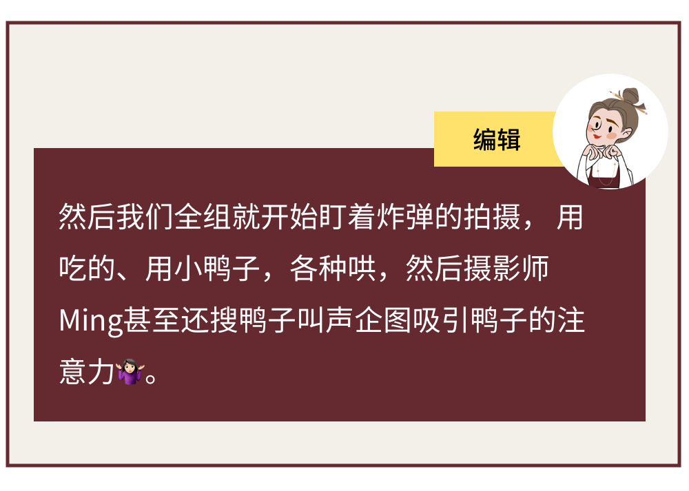 鸭子|吃了 20 多年的鸭子，没想到有一天被它啄了 20 多下