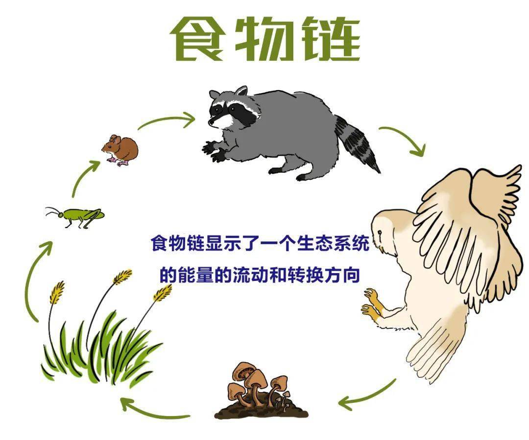 物质循环的特点:具有全球性,因此又叫生物地球化学循环.