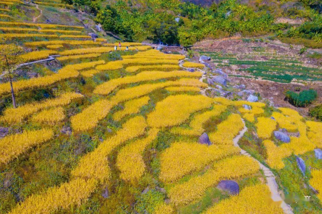 洋岭梯田,陆河上护镇洋岭村