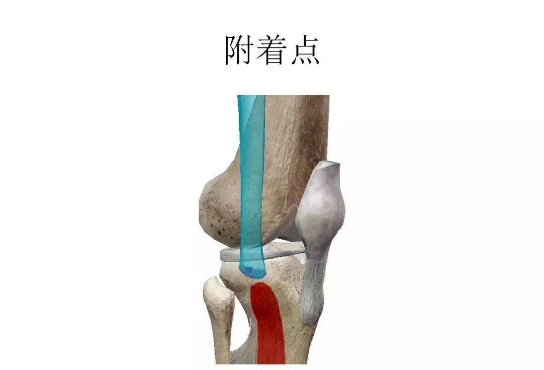 膝关节3d全彩解剖图谱,解剖学老师推荐的!
