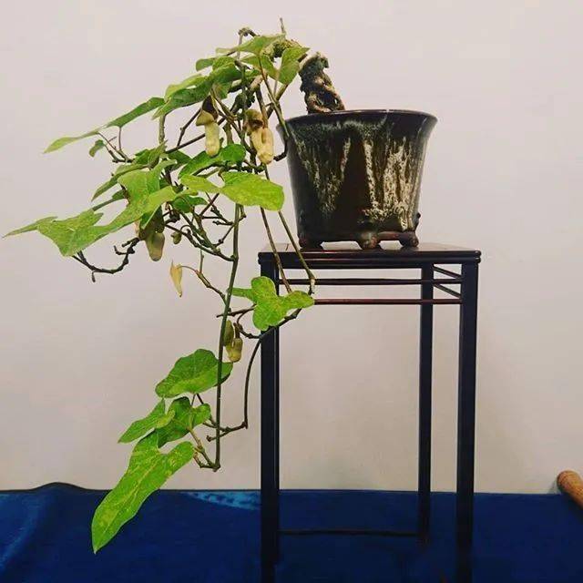 来学学山野草玩家的家里头是怎么摆盆景的!