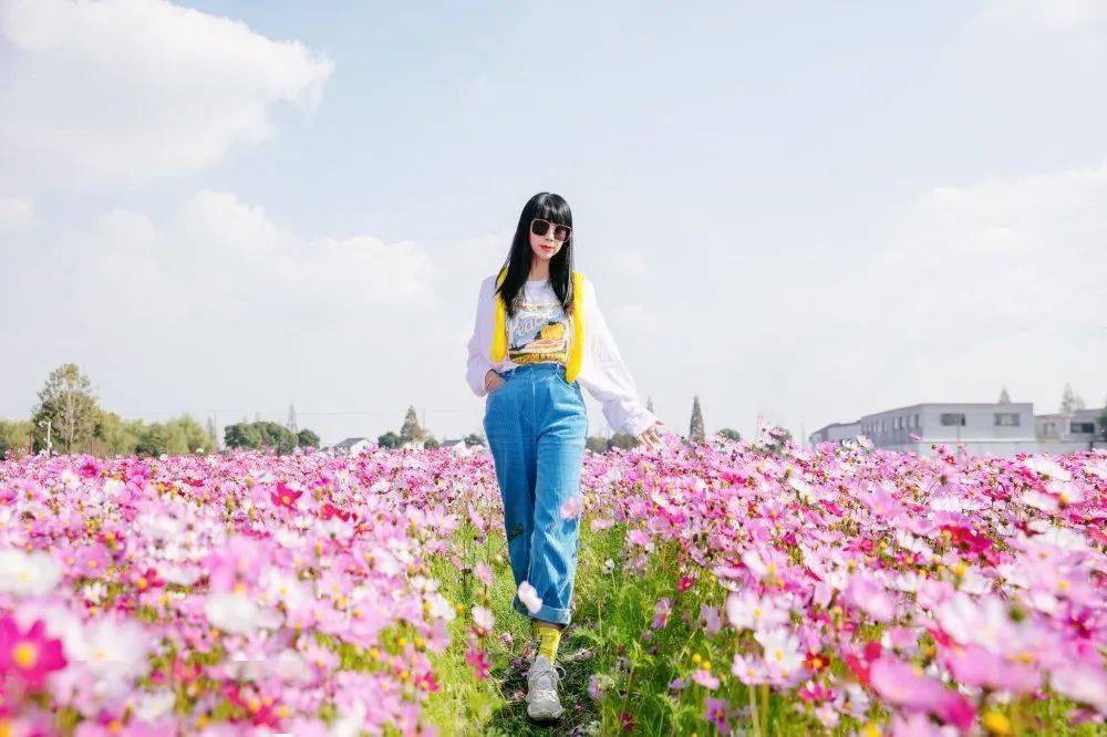 美成画报!红枫芦花,竹海银杏…苏州人秋日"花海"指南来啦