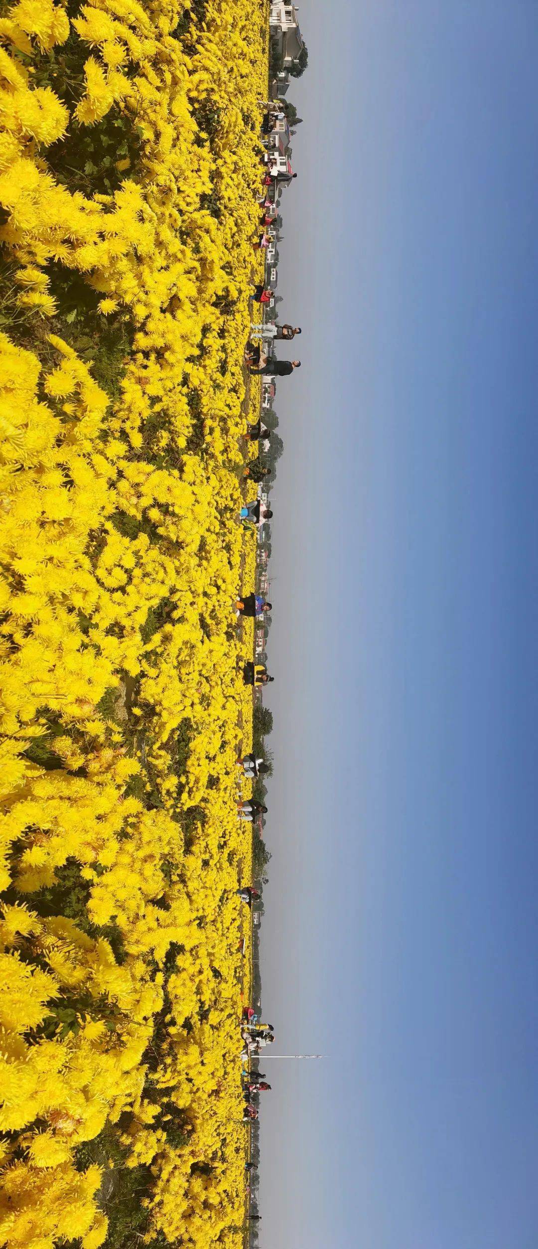 画画画…与皇菊花海来一场金黄色的邂逅!