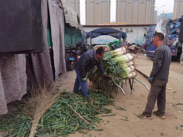 价格|“葱”忙涨价，太原大葱批发零售双涨，一根大葱一元多