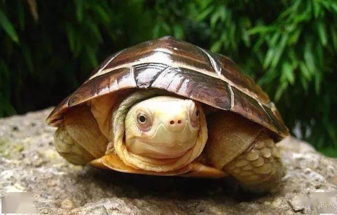 梦见抓到乌龟放了生,寓意深远的梦境解析与心灵启示 梦见抓到乌龟放了生,寓意深远的梦境解析与心灵启示