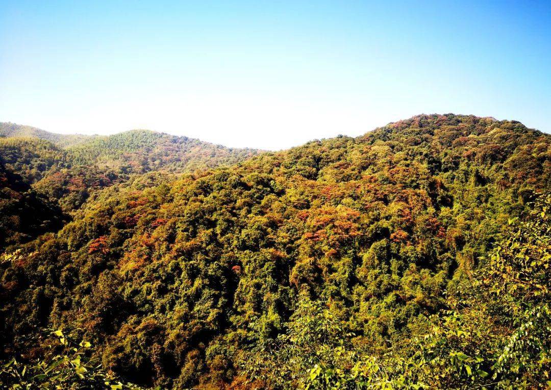 始兴这里红叶"大片"已上线_北山