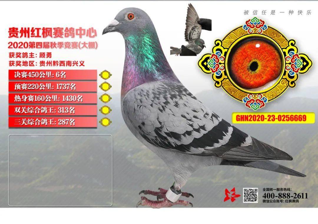 1 "查看 贵州红枫赛鸽中心(大,小棚)同步拍卖获奖鸽 返回搜