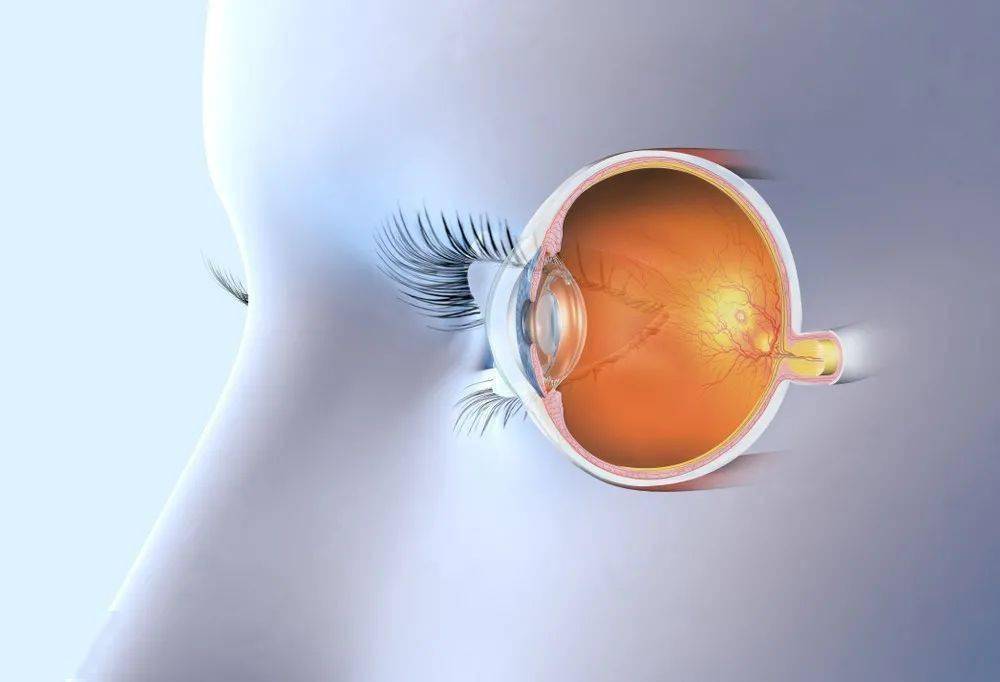 黄斑点位于我们的视网膜中心位置,是负责中央视力的重要区域.