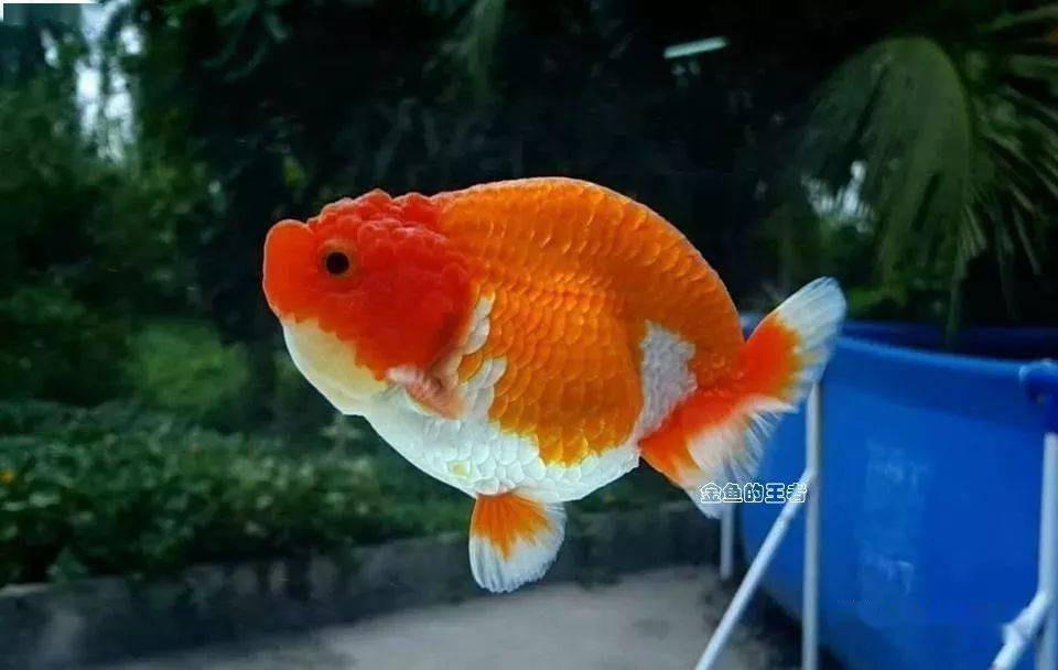 品鉴| 兰寿,被誉为金鱼之王!