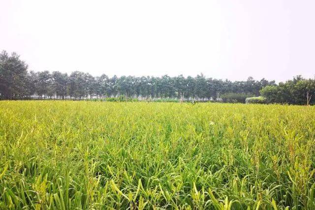 全国gdp最强前10的镇_最强王者图片