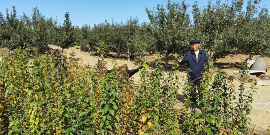 张炳贵说沙地苹果种植成功主要嫁接自山定子剧组七八