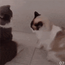 3545a670d58b427a803243a8f7942aa8.gif