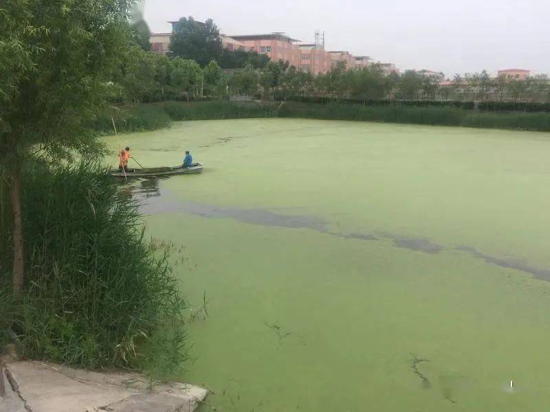 点赞!房山这两处黑臭水体变身水景,绿地