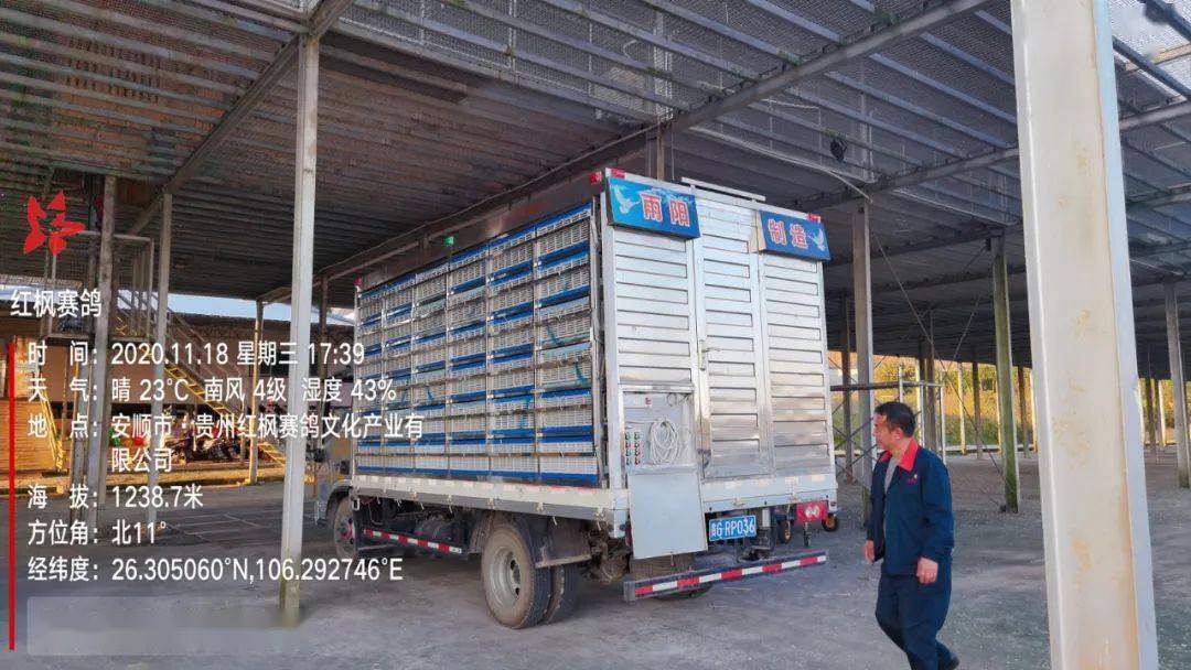 
红枫大棚第四关加站赛集鸽现场视频及图片：华体会体育hth官方网站(图12)