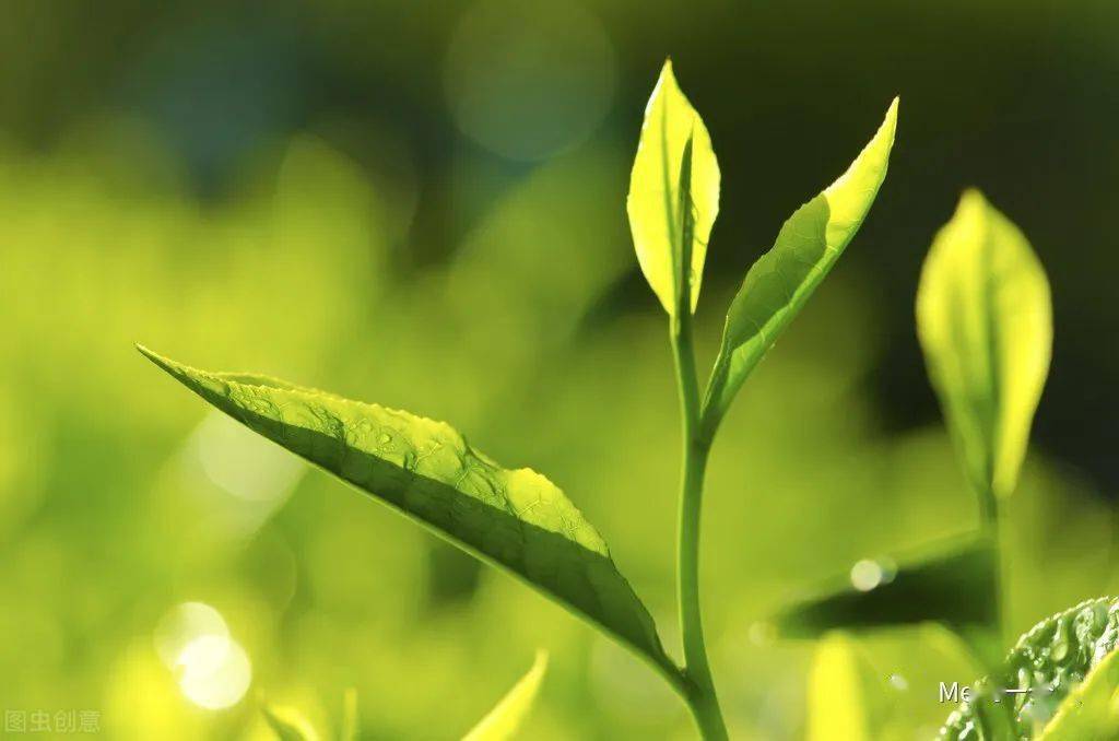 梦见本人吃绿色植物,探索潜意识中的自然渴望与内心平衡 梦见本人吃绿色植物,探索潜意识中的自然渴望与内心平衡