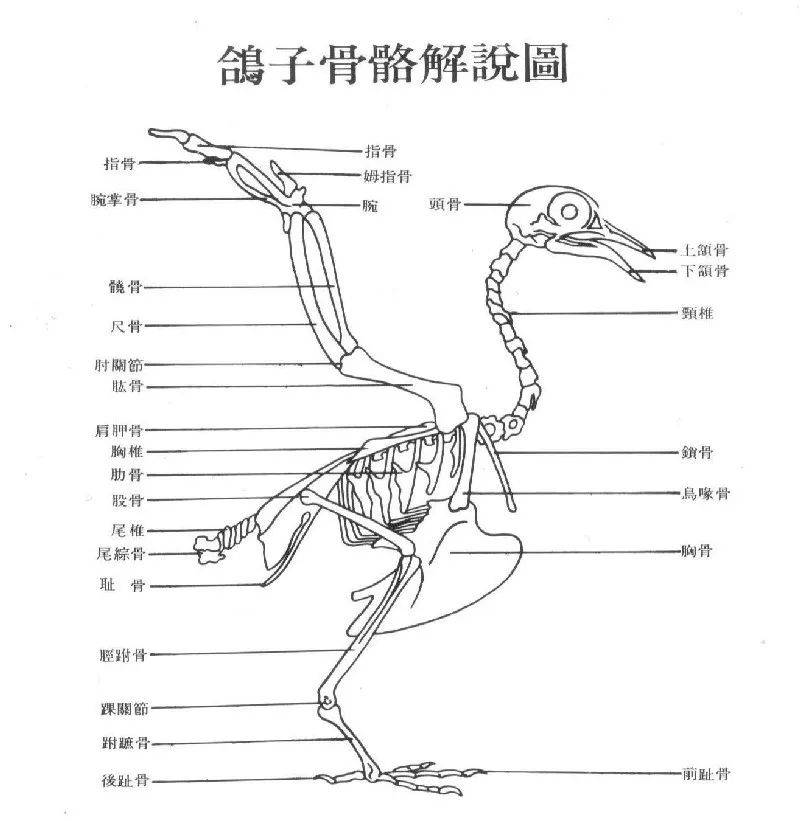 理想的骨骼结构,要以胸部为重心成流线型,鸽子在空中快速飞翔时,能使