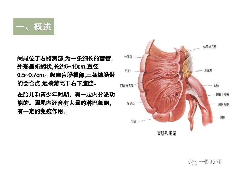 【ppt】腹腔镜阑尾切除术围术期的护理