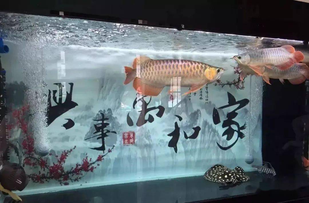 新鱼和老鱼怎么入缸 e436d598d9624a5c9747221aa7fa1c49.jpeg