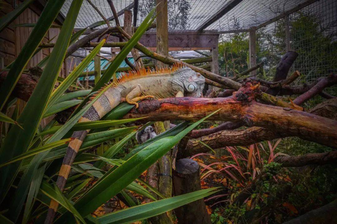 国外网友拍摄的绿鬣蜥室外造景,绽放浓浓秋意!