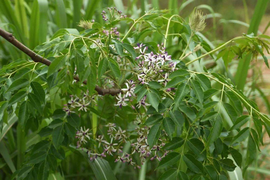 恩平这种植物全身都是宝,但大多数恩平人都读不准它名字